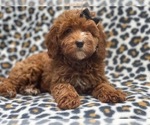 Small Cavapoo