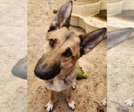 Small #1 German Shepherd Dog