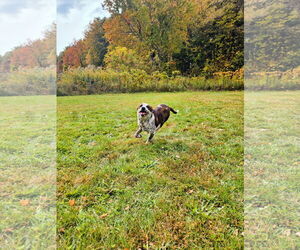 Dewey - Male Mutt Dog for Adoption - Photo #5