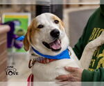Small #30 Great Pyrenees Mix