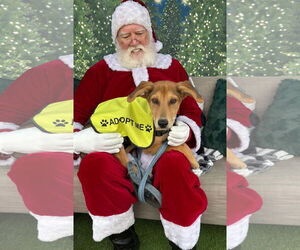 Mutt Dogs for adoption in Cary, NC, USA