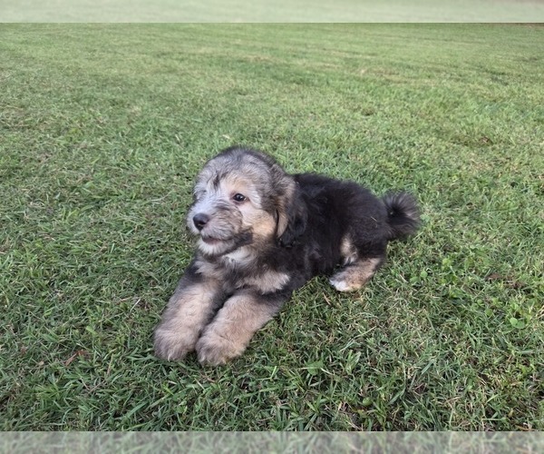 Medium Photo #2 Aussiedoodle Puppy For Sale in WILLS POINT, TX, USA