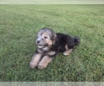Small #1 Aussiedoodle