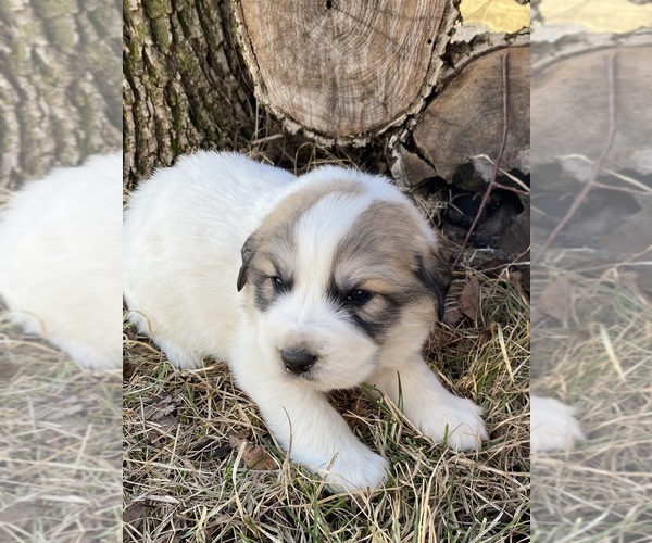 Medium Photo #1 Great Pyrenees Puppy For Sale in HUBBARD, IA, USA