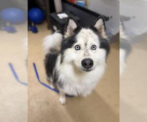 Samoyed-Unknown Mix Dogs for adoption in Chula Vista, CA, USA