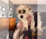 Small #3 Mutt
