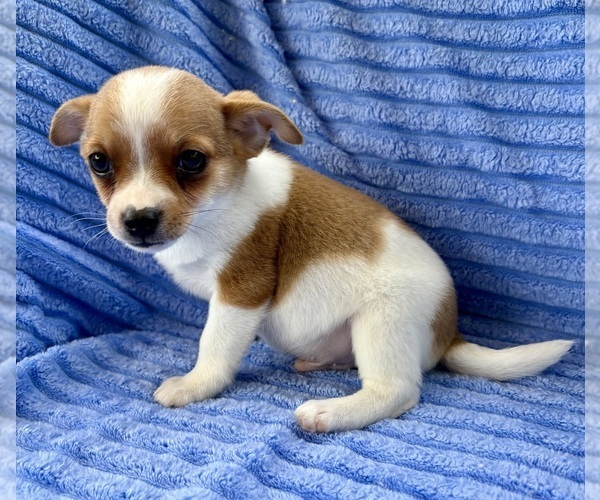 Medium Photo #2 Chihuahua Puppy For Sale in FAIR HAVEN, MI, USA
