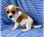 Small #1 Chihuahua