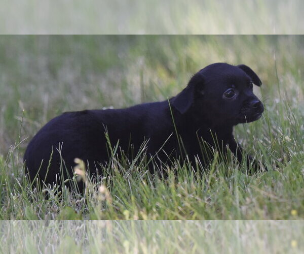 Medium Photo #8 Chihuahua Puppy For Sale in Mechanicsburg, PA, USA