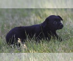 Small #7 Chihuahua