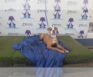 Mutt Dogs for adoption in Orlando, FL, USA