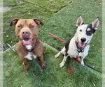 Small #10 American Pit Bull Terrier Mix