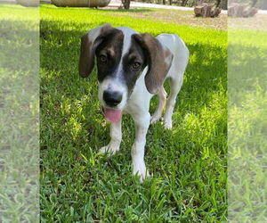 Great Dane-Unknown Mix Dogs for adoption in Bullard, TX, USA