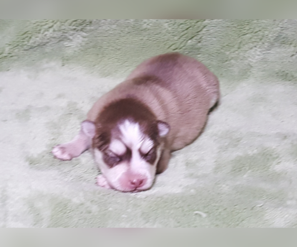 Medium Photo #19 Pomsky Puppy For Sale in RAMONA, CA, USA