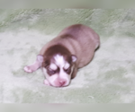 Small Photo #19 Pomsky Puppy For Sale in RAMONA, CA, USA