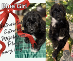 Puppy Blue Girl Aussiedoodle