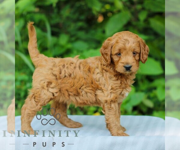 Medium Photo #5 Goldendoodle (Miniature) Puppy For Sale in EAST EARL, PA, USA