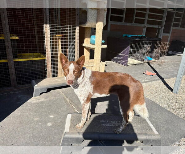 Medium Photo #3 Mutt Puppy For Sale in Paso Robles, CA, USA