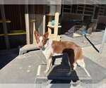 Small Photo #3 Mutt Puppy For Sale in Paso Robles, CA, USA
