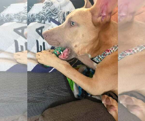 Medium Photo #4 American Pit Bull Terrier-Unknown Mix Puppy For Sale in Shillington, PA, USA