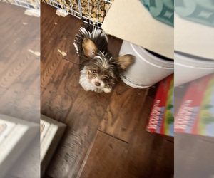 Yorkshire Terrier Puppy for sale in KELLER, TX, USA