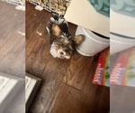 Small Yorkshire Terrier