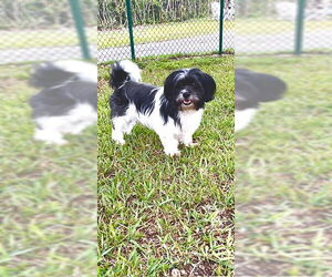 Mikey James & Leo Thomas - Male Shih Tzu Dog for Adoption - Photo #2
