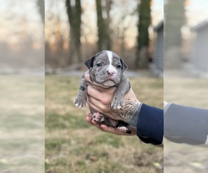 American Bully Puppy for sale in LANCASTER, PA, USA