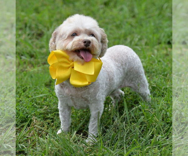 Medium Photo #3 Poodle (Miniature) Puppy For Sale in Gretna, NE, USA