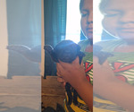 Small #4 Cane Corso