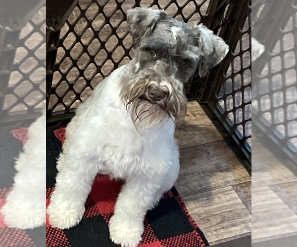 Medium Photo #1 Schnauzer (Miniature) Puppy For Sale in WALNUT COVE, NC, USA