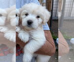Small #2 Poodle (Miniature) Mix