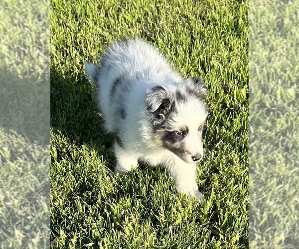Medium Photo #17 Shetland Sheepdog Puppy For Sale in FORT MORGAN, CO, USA
