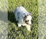 Small #16 Shetland Sheepdog
