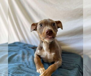 American Pit Bull Terrier-Unknown Mix Dogs for adoption in New York, NY, USA