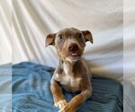 Small American Pit Bull Terrier Mix