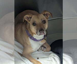 Madeline - Female Mutt Dog for Adoption - Photo #3