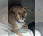 Small #2 Mutt