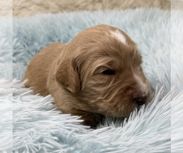 Medium Photo #62 Goldendoodle Puppy For Sale in PIERSON, FL, USA