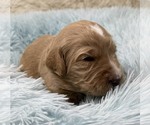 Small Photo #62 Goldendoodle Puppy For Sale in PIERSON, FL, USA