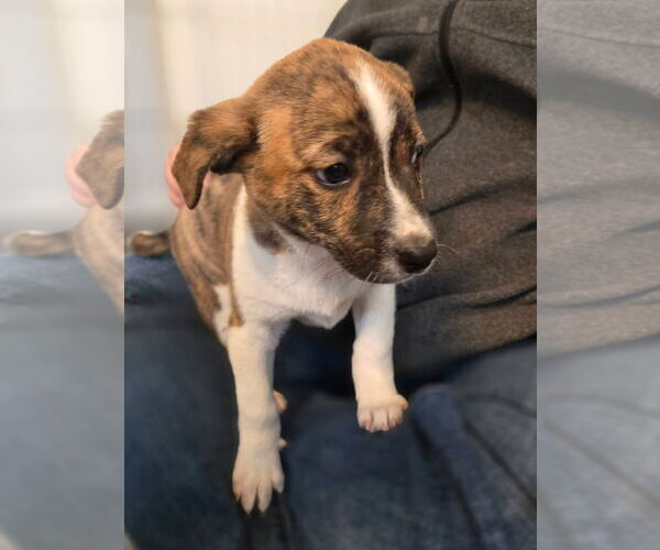 Medium Photo #3 Mountain Cur-Unknown Mix Puppy For Sale in New London, WI, USA