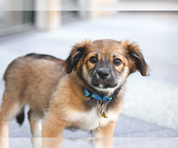 Medium Photo #3 Australian Shepherd-Unknown Mix Puppy For Sale in Sandy, UT, USA