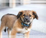 Small #2 Australian Shepherd Mix