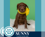 Small #4 American Pit Bull Terrier-Labrador Retriever Mix