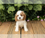 Small Photo #2 Cocker Spaniel Puppy For Sale in NAPPANEE, IN, USA