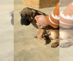 Small Photo #7 Cane Corso Puppy For Sale in MEMPHIS, TN, USA