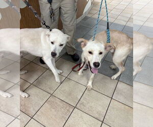 Huskies -Unknown Mix Dogs for adoption in Virginia Beach, VA, USA