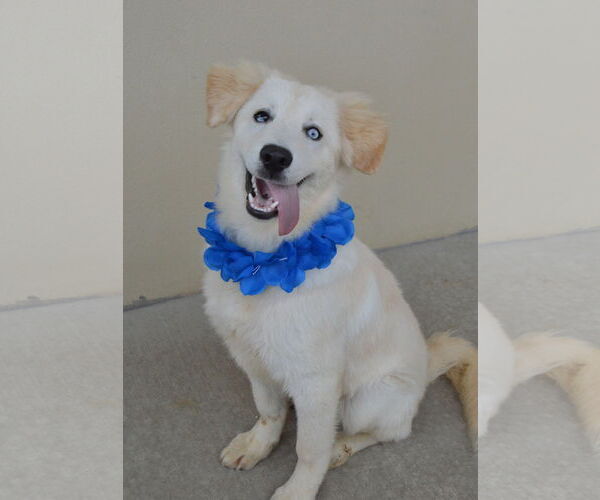 Medium Photo #1 Great Pyrenees-Unknown Mix Puppy For Sale in McKinney, TX, USA