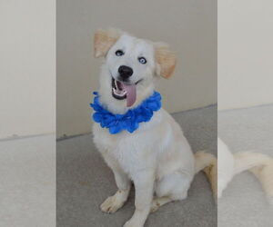 Great Pyrenees-Unknown Mix Dogs for adoption in McKinney, TX, USA