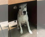 Small #1 American Staffordshire Terrier Mix
